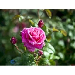 'Naomi™ Renaissance'® Rosa X 'Naomi™ Renaissance'® (Renaissancerose) A-Kvalitet,- Barrods Roser Min. 3 Grene -Osmo Salgsbutik fi4752 rosa naomi poulen022 n 824c
