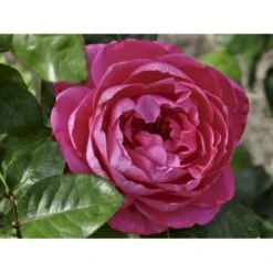 'Naomi™ Renaissance'® Rosa X 'Naomi™ Renaissance'® (Renaissancerose) A-Kvalitet,- Barrods Roser Min. 3 Grene -Osmo Salgsbutik fi4752 rosa naomi poulen022 n b5f1