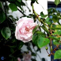 'New Dawn' Rosa X 'New Dawn' (Slyngrose) A-Kvalitet,- Barrods Roser Min. 3 Grene -Osmo Salgsbutik fi4758 rosa new dawn 3caf