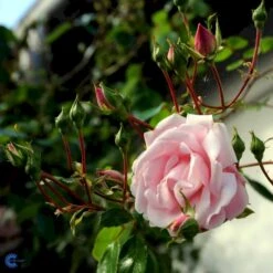 'New Dawn' Rosa X 'New Dawn' (Slyngrose) A-Kvalitet,- Barrods Roser Min. 3 Grene -Osmo Salgsbutik fi4758 rosa new dawn 489c
