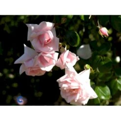 'New Dawn' Rosa X 'New Dawn' (Slyngrose) A-Kvalitet,- Barrods Roser Min. 3 Grene -Osmo Salgsbutik fi4758 rosa new dawn 6bbd