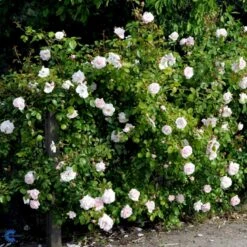 'New Dawn' Rosa X 'New Dawn' (Slyngrose) A-Kvalitet,- Barrods Roser Min. 3 Grene -Osmo Salgsbutik fi4758 rosa new dawn d8ed