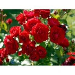 'Nina Weibull' Rosa X 'Nina Weibull' (Buketrose) A-Kvalitet,- Barrods Roser Min. 3 Grene -Osmo Salgsbutik fi4764 rosa nina weibull 15dd