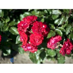 'Nina Weibull' Rosa X 'Nina Weibull' (Buketrose) A-Kvalitet,- Barrods Roser Min. 3 Grene -Osmo Salgsbutik fi4764 rosa nina weibull fce5