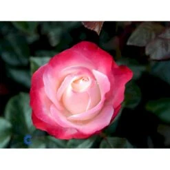 'Nostalgie'® Rosa X 'Nostalgie'® (Storblomstrende) A-Kvalitet,- Barrods Roser Min. 3 Grene -Osmo Salgsbutik fi4772 rosa nostalgie 5d37