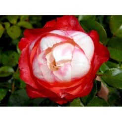 'Nostalgie'® Rosa X 'Nostalgie'® (Storblomstrende) A-Kvalitet,- Barrods Roser Min. 3 Grene -Osmo Salgsbutik fi4772 rosa nostalgie afe2