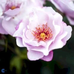 'Odyssey' Rosa X 'Odyssey' (Buketrose) A-Kvalitet,- Barrods Roser Min. 3 Grene -Osmo Salgsbutik fi4779 rosa odyssey 054b