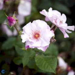 'Odyssey' Rosa X 'Odyssey' (Buketrose) A-Kvalitet,- Barrods Roser Min. 3 Grene -Osmo Salgsbutik fi4779 rosa odyssey 7f7c