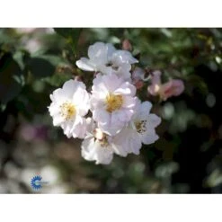 'Open Arms' Rosa X 'Open Arms' (Slyngrose) A-Kvalitet,- Barrods Roser Min. 3 Grene -Osmo Salgsbutik fi4788 rosa open arms df85