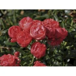 'Orange Morsdag' Rosa X 'Orange Morsdag' (Miniaturerose) A-Kvalitet,- Barrods Roser Min. 3 Grene -Osmo Salgsbutik fi4794 rosa orange morsdag 3e2c