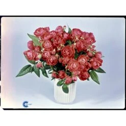 'Orange Morsdag' Rosa X 'Orange Morsdag' (Miniaturerose) A-Kvalitet,- Barrods Roser Min. 3 Grene -Osmo Salgsbutik fi4794 rosa orange morsdag 61ba