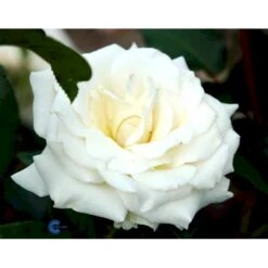 'Pascali' Rosa X 'Pascali' (Storblomstrende) A-Kvalitet,- Barrods Roser Min. 3 Grene -Osmo Salgsbutik fi4819 rosa pascali 170e