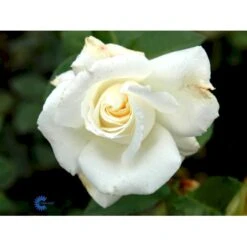 'Pascali' Rosa X 'Pascali' (Storblomstrende) A-Kvalitet,- Barrods Roser Min. 3 Grene -Osmo Salgsbutik fi4819 rosa pascali 50c7