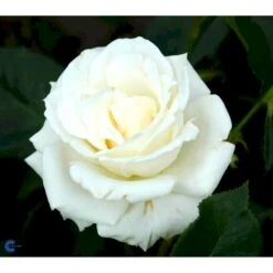 'Pascali' Rosa X 'Pascali' (Storblomstrende) A-Kvalitet,- Barrods Roser Min. 3 Grene -Osmo Salgsbutik fi4819 rosa pascali 6b62