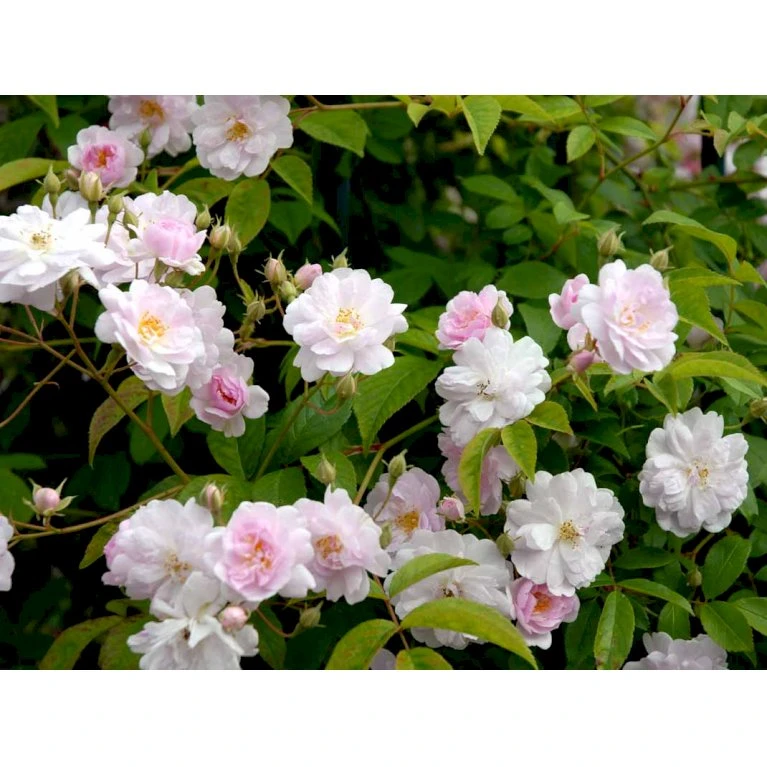 'Paul's Himalayan Musk' Rosa Moschata 'Paul's Himalayan Musk' (Moskusrose) A-Kvalitet,- Barrods Roser Min. 3 Grene 5 'Paul's Himalayan Musk' Rosa Moschata 'Paul's Himalayan Musk' (Moskusrose) A-Kvalitet,- Barrods Roser Min. 3 Grene - Billede 5