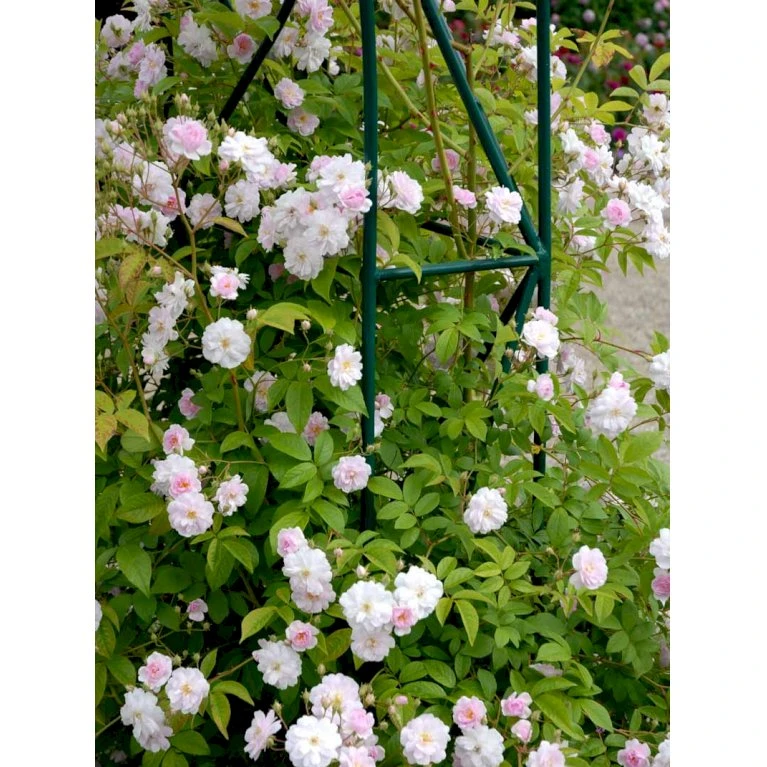 'Paul's Himalayan Musk' Rosa Moschata 'Paul's Himalayan Musk' (Moskusrose) A-Kvalitet,- Barrods Roser Min. 3 Grene 4 'Paul's Himalayan Musk' Rosa Moschata 'Paul's Himalayan Musk' (Moskusrose) A-Kvalitet,- Barrods Roser Min. 3 Grene - Billede 4