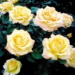 'Peer Gynt'® Rosa X 'Peer Gynt'® (Storblomstrende) A-Kvalitet,- Barrods Roser Min. 3 Grene -Osmo Salgsbutik fi4843 rosa peer gynt n dc37