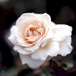 'Penny Lane' Rosa X 'Penny Lane' (Slyngrose) A-Kvalitet,- Barrods Roser Min. 3 Grene -Osmo Salgsbutik fi4846 rosa penny lane 1adb