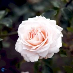 'Penny Lane' Rosa X 'Penny Lane' (Slyngrose) A-Kvalitet,- Barrods Roser Min. 3 Grene -Osmo Salgsbutik fi4846 rosa penny lane 390f