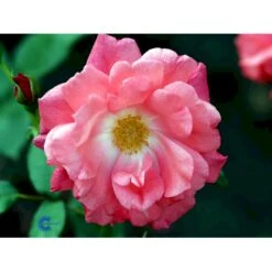 'Pernille Poulsen' Rosa X 'Pernille Poulsen' (Buketrose) A-Kvalitet,- Barrods Roser Min. 3 Grene -Osmo Salgsbutik fi4852 rosa pernille poulsen 2abc