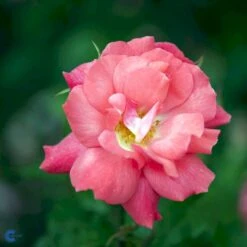 'Pernille Poulsen' Rosa X 'Pernille Poulsen' (Buketrose) A-Kvalitet,- Barrods Roser Min. 3 Grene -Osmo Salgsbutik fi4852 rosa pernille poulsen d02d