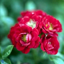 'Peter Pan' Rosa X 'Peter Pan' (Buketrose) A-Kvalitet,- Barrods Roser Min. 3 Grene -Osmo Salgsbutik fi4854 rosa peter pan a221