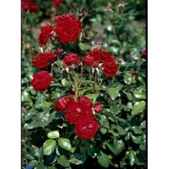 'Peter Wessel'® Rosa X 'Peter Wessel'® (Buketrose) A-Kvalitet,- Barrods Roser Min. 3 Grene -Osmo Salgsbutik fi4855 rosa peter wessel 3ae7