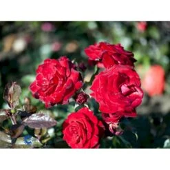 'Peter Wessel'® Rosa X 'Peter Wessel'® (Buketrose) A-Kvalitet,- Barrods Roser Min. 3 Grene -Osmo Salgsbutik fi4855 rosa peter wessel c8c1