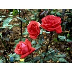 'Piccolo'® Rosa X 'Piccolo'® (Miniaturerose) A-Kvalitet,- Barrods Roser Min. 3 Grene -Osmo Salgsbutik fi4859 rosa piccolo 1fcf