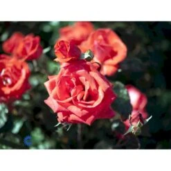 'Piccolo'® Rosa X 'Piccolo'® (Miniaturerose) A-Kvalitet,- Barrods Roser Min. 3 Grene -Osmo Salgsbutik fi4859 rosa piccolo 7145