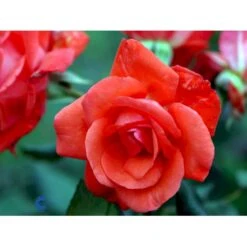 'Piccolo'® Rosa X 'Piccolo'® (Miniaturerose) A-Kvalitet,- Barrods Roser Min. 3 Grene -Osmo Salgsbutik fi4859 rosa piccolo defd