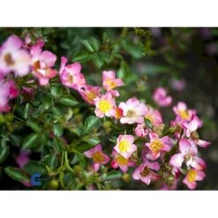 'Pink Cover'® Rosa X 'Pink Cover'® (Bunddækkerose) A-Kvalitet,- Barrods Roser Min. 3 Grene -Osmo Salgsbutik fi4864 rosa pink cover poulnoz n 15c6