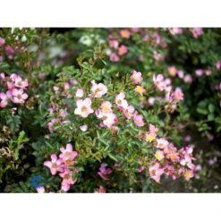 'Pink Cover'® Rosa X 'Pink Cover'® (Bunddækkerose) A-Kvalitet,- Barrods Roser Min. 3 Grene -Osmo Salgsbutik fi4864 rosa pink cover poulnoz n 3179