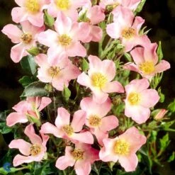 'Pink Cover'® Rosa X 'Pink Cover'® (Bunddækkerose) A-Kvalitet,- Barrods Roser Min. 3 Grene -Osmo Salgsbutik fi4864 rosa pink cover poulnoz n df9a