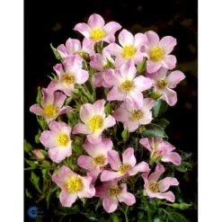 'Pink Cover'® Rosa X 'Pink Cover'® (Bunddækkerose) A-Kvalitet,- Barrods Roser Min. 3 Grene -Osmo Salgsbutik fi4864 rosa pink cover poulnoz n fea8