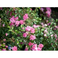 'The Fairy' Rosa X 'The Fairy' (Bunddækkerose) A-Kvalitet,- Barrods Roser Min. 3 Grene -Osmo Salgsbutik fi4866 rosa pink fairy 2a58