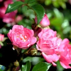 'The Fairy' Rosa X 'The Fairy' (Bunddækkerose) A-Kvalitet,- Barrods Roser Min. 3 Grene -Osmo Salgsbutik fi4866 rosa pink fairy 3400