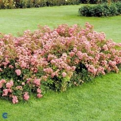 'The Fairy' Rosa X 'The Fairy' (Bunddækkerose) A-Kvalitet,- Barrods Roser Min. 3 Grene -Osmo Salgsbutik fi4866 rosa pink fairy 7a0d