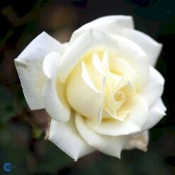 'Polarstern'® Rosa X 'Polarstern'® (Storblomstrende) A-Kvalitet,- Barrods Roser Min. 3 Grene -Osmo Salgsbutik fi4886 rosa polarstern d9d7