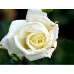 'Polarstern'® Rosa X 'Polarstern'® (Storblomstrende) A-Kvalitet,- Barrods Roser Min. 3 Grene -Osmo Salgsbutik fi4886 rosa polarstern f035