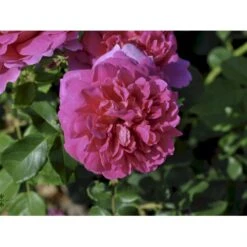 'Princess Anne'™ Rosa X 'Princess Anne'™ (Engelsk Rose) A-Kvalitet,- Barrods Roser Min. 3 Grene 15 'Princess Anne'™ Rosa X 'Princess Anne'™ (Engelsk Rose) A-Kvalitet,- Barrods Roser Min. 3 Grene -Osmo Salgsbutik fi4906 rosa princess anne d128