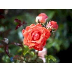 'Prinsesse Marie' Rosa X 'Prinsesse Marie' (Storblomstrende) A-Kvalitet,- Barrods Roser Min. 3 Grene -Osmo Salgsbutik fi4911 rosa prinsesse marie 4bf8