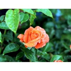 'Prinsesse Marie' Rosa X 'Prinsesse Marie' (Storblomstrende) A-Kvalitet,- Barrods Roser Min. 3 Grene -Osmo Salgsbutik fi4911 rosa prinsesse marie 92ad