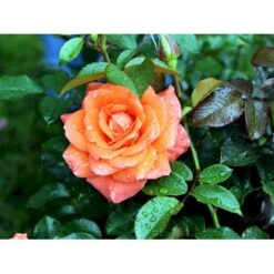 'Prinsesse Marie' Rosa X 'Prinsesse Marie' (Storblomstrende) A-Kvalitet,- Barrods Roser Min. 3 Grene -Osmo Salgsbutik fi4911 rosa prinsesse marie c028