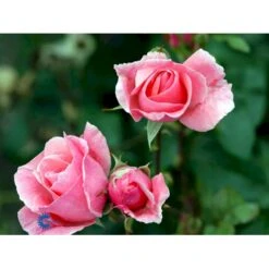 'Queen Elisabeth' Rosa X 'Queen Elisabeth' (Storblomstrende) A-Kvalitet,- Barrods Roser Min. 3 Grene -Osmo Salgsbutik fi4922 rosa queen elisabeth 0f8f