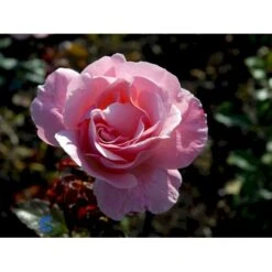 'Queen Elisabeth' Rosa X 'Queen Elisabeth' (Storblomstrende) A-Kvalitet,- Barrods Roser Min. 3 Grene -Osmo Salgsbutik fi4922 rosa queen elisabeth d6ea