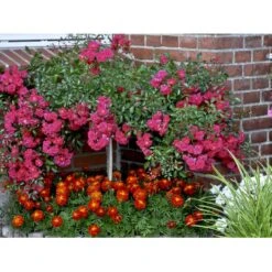 'Red Fairy' Rosa X 'Red Fairy' (Bunddækkerose) A-Kvalitet,- Barrods Roser Min. 3 Grene -Osmo Salgsbutik fi4944 rosa red fairy a0be