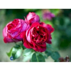 'Red Willestrup' Rosa X 'Red Willestrup' (Slyngrose) A-Kvalitet,- Barrods Roser Min. 3 Grene -Osmo Salgsbutik fi4954 rosa red willestrup b2e6