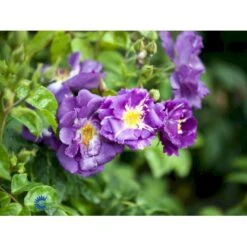 'Rhapsody In Blue' Rosa X 'Rhapsody In Blue' (Buketrose) A-Kvalitet,- Barrods Roser Min. 3 Grene -Osmo Salgsbutik fi4964 rosa rhapsody in blue 6239