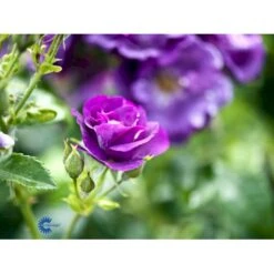 'Rhapsody In Blue' Rosa X 'Rhapsody In Blue' (Buketrose) A-Kvalitet,- Barrods Roser Min. 3 Grene -Osmo Salgsbutik fi4964 rosa rhapsody in blue 8b32